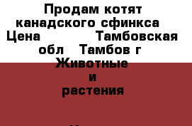 Продам котят канадского сфинкса › Цена ­ 4 500 - Тамбовская обл., Тамбов г. Животные и растения » Кошки   